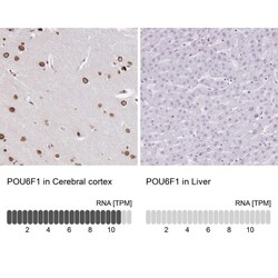 POU6F1 Antibody, Novus Biologicals 25 &mu;L, Unlabeled:Antibodies, Polyclonal
